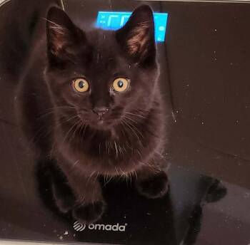 VooDoo -  Domestic Short Hair Cat for Adoption in Chicago, Illinois - VooDoo | PetCurious