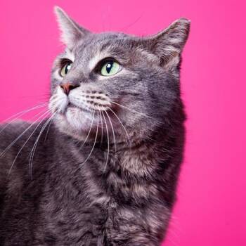 Domestic Short Hair Cats Available for Adoption in Barnstable, Massachusetts - LEX | PetCurious