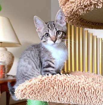 Rescue Domestic Short Hair Cats for Adoption in Fremont, California - Nali | PetCurious