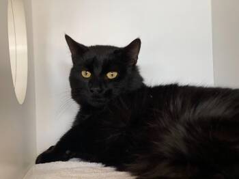 Conrad -  Domestic Short Hair Cat for Adoption in Hyde Park, New York - Conrad | PetCurious