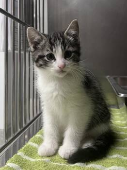 Domestic Short Hair Cats Available for Adoption in Elmira, New York - Grasshopper | PetCurious