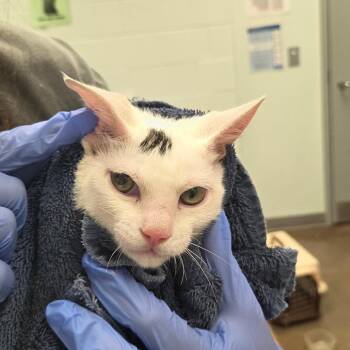 Garet -  Domestic Short Hair Cat for Adoption in Chattanooga, Tennessee - Garet | PetCurious