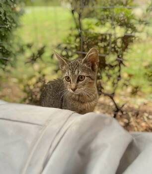 Rescue Domestic Short Hair Cats for Adoption in West Lawn, Pennsylvania - Sophie | PetCurious