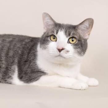 Domestic Short Hair Cats Available for Adoption in Franklin, Tennessee - Rogue | PetCurious