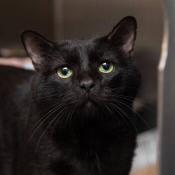 Menino -  Domestic Short Hair Cat for Adoption in Salt Lake City, Utah - Menino | PetCurious