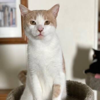 Simon -  Domestic Short Hair Cat for Adoption in Goshen, Indiana - Simon | PetCurious