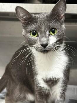 Domestic Short Hair Cats Available for Adoption - KEKE | PetCurious