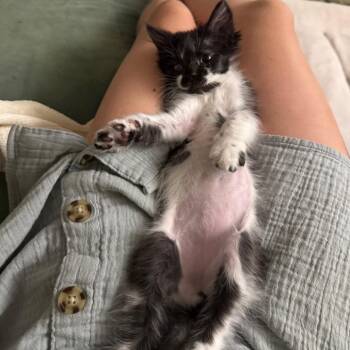 Darth Purrder -  Domestic Medium Hair Cat for Adoption in Spokane, Washington - Darth Purrder | PetCurious