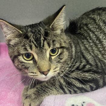 Pail -  Domestic Short Hair Cat for Adoption in Newark, New Jersey - Pail | PetCurious