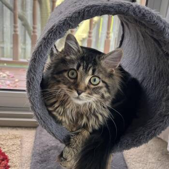 Domestic Medium Hair Cats Available for Adoption in Mississauga, Ontario - Flower | PetCurious