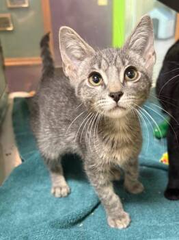Topaz -  Domestic Short Hair Cat for Adoption in Little Rock, Arkansas - Topaz | PetCurious