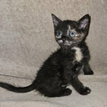 Rescue Domestic Short Hair Cats for Adoption in Chandler, Arizona - Gabby | PetCurious