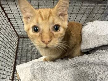 CHILLI -  Domestic Short Hair Cat for Adoption in Kalamazoo, Michigan - CHILLI | PetCurious