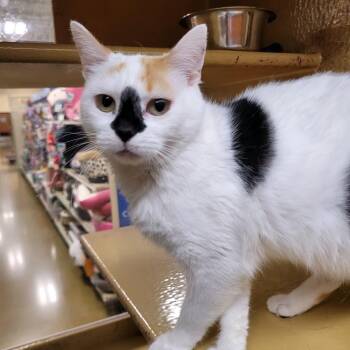 Squib -  Domestic Short Hair Cat for Adoption in Mokena, Illinois - Squib | PetCurious