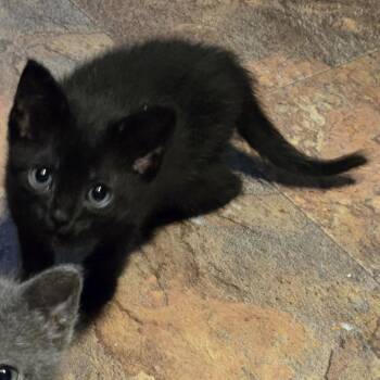 Gremlin -  Domestic Short Hair Cat for Adoption in San Antonio, Texas - Gremlin | PetCurious