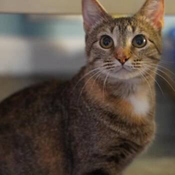 Rescue Domestic Short Hair Cats for Adoption in Wichita, Kansas - Bonnie | PetCurious