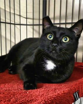 Rescue Domestic Short Hair Cats for Adoption in Novato, California - Lorena | PetCurious