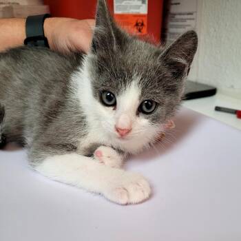 Sobek -  Domestic Short Hair Cat for Adoption in Belfair, Washington - Sobek | PetCurious