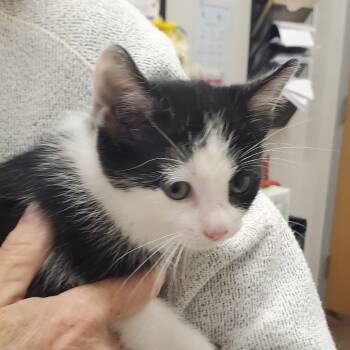 Rescue Domestic Short Hair Cats for Adoption in Chattanooga, Tennessee - Daiquiri | PetCurious