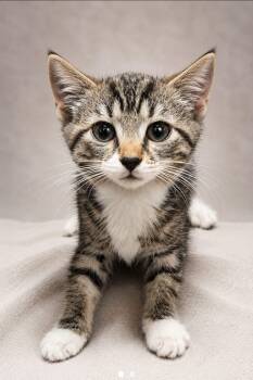 Reba -  American Shorthair Cat Available for Adoption in Miami, Florida - Reba | PetCurious