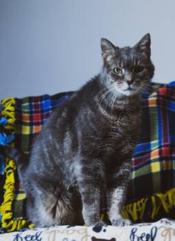 Rescue Domestic Short Hair Cats for Adoption in Archbold, Ohio - Buckeye | PetCurious