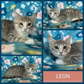 Domestic Short Hair Cats Available for Adoption in Corpus Christi, Texas - Leon | PetCurious