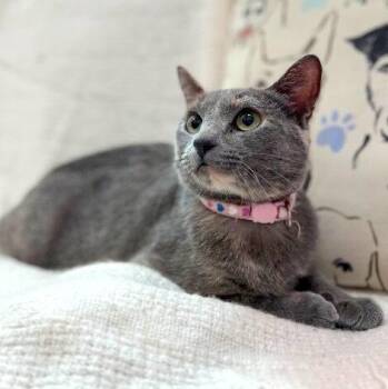 Moon Majestic Green-Eyes River -  Dilute Tortoiseshell and Domestic Short Hair Cat for Adoption in Friendswood, Texas - Moon Majestic Green-Eyes River | PetCurious