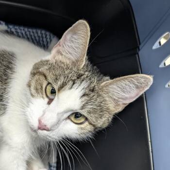 Kiki -  Domestic Short Hair Cat for Adoption in Indianapolis, Indiana - Kiki | PetCurious