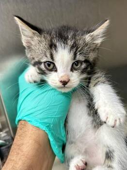 Work -  Domestic Short Hair Cat for Adoption in Wichita, Kansas - Work | PetCurious