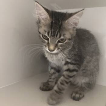 Rescue Domestic Medium Hair Cats for Adoption in Floresville, Texas - Blair | PetCurious