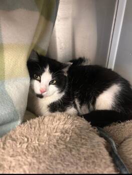 Domestic Short Hair Cats Available for Adoption in Minot, North Dakota - Catamaran | PetCurious