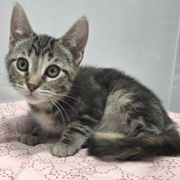Blini -  Domestic Short Hair Cat for Adoption in Fort Wayne, Indiana - Blini | PetCurious