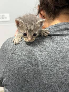 Tiger Lily -  Domestic Short Hair Cat for Adoption in Denham Springs, Louisiana - Tiger Lily | PetCurious