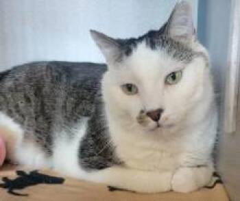 Rescue Domestic Short Hair Cats for Adoption in Wauwatosa, Wisconsin - Buddy | PetCurious