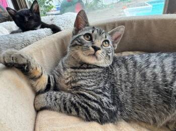 TINA -  Domestic Short Hair Cat for Adoption in Millerstown, Pennsylvania - TINA | PetCurious