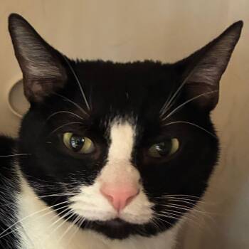 Domestic Short Hair Cats Available for Adoption - Beanie | PetCurious