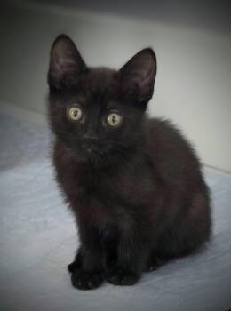 Bombay and Havana Cats Available for Adoption in Bow, Washington - Midge | PetCurious