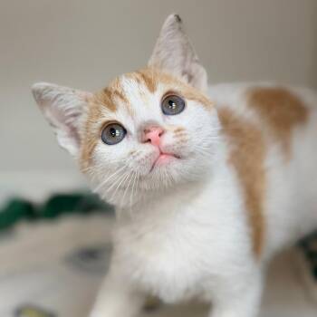 Domestic Short Hair Cats Available for Adoption in Champaign, Illinois - Grilled Cheese | PetCurious