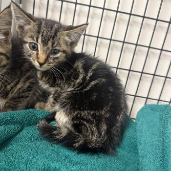 Nacho -  Domestic Medium Hair Cat for Adoption in Columbiana, Alabama - Nacho | PetCurious
