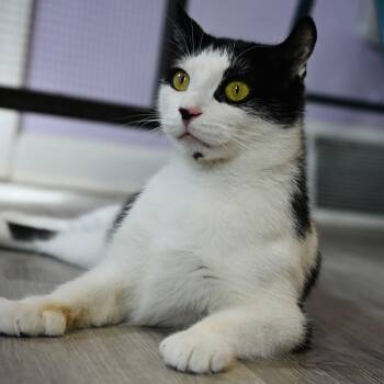 Domestic Short Hair Cats Available for Adoption in Washington, Pennsylvania - Chanel | PetCurious