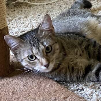 Rescue Domestic Short Hair Cats for Adoption in Leander, Texas - Escalade | PetCurious