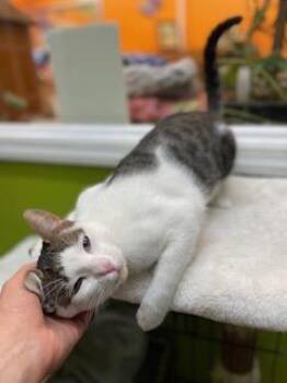 Domestic Short Hair Cats Available for Adoption - Rocky | PetCurious