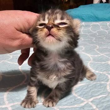 Domestic Long Hair Cats Available for Adoption in Jefferson City, Tennessee - Mustang | PetCurious