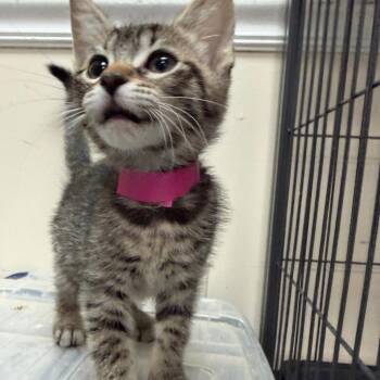 Puma -  Domestic Short Hair Cat for Adoption in Lakeland, Florida - Puma | PetCurious
