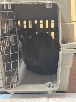 Kilimanjaro -  Domestic Short Hair Cat for Adoption in East Montpelier, Vermont - Kilimanjaro | PetCurious