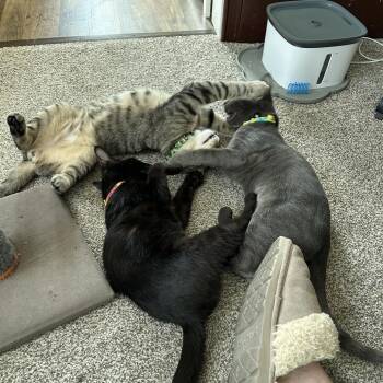Matzo Ball Soup -  Domestic Short Hair Cat for Adoption in York, Pennsylvania - Matzo Ball Soup | PetCurious