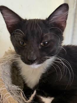 Jelly -  Domestic Medium Hair Cat for Adoption in Parlier, California - Jelly | PetCurious