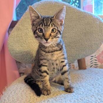 Snap Dragon -  Domestic Short Hair Cat for Adoption in Beaverton, Oregon - Snap Dragon | PetCurious