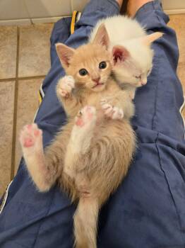 Domestic Short Hair Cats Available for Adoption in Los Angeles, California - Murphy  | PetCurious