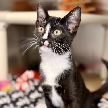 Carlos -  Domestic Short Hair Cat for Adoption in Stafford Township, New Jersey - Carlos | PetCurious